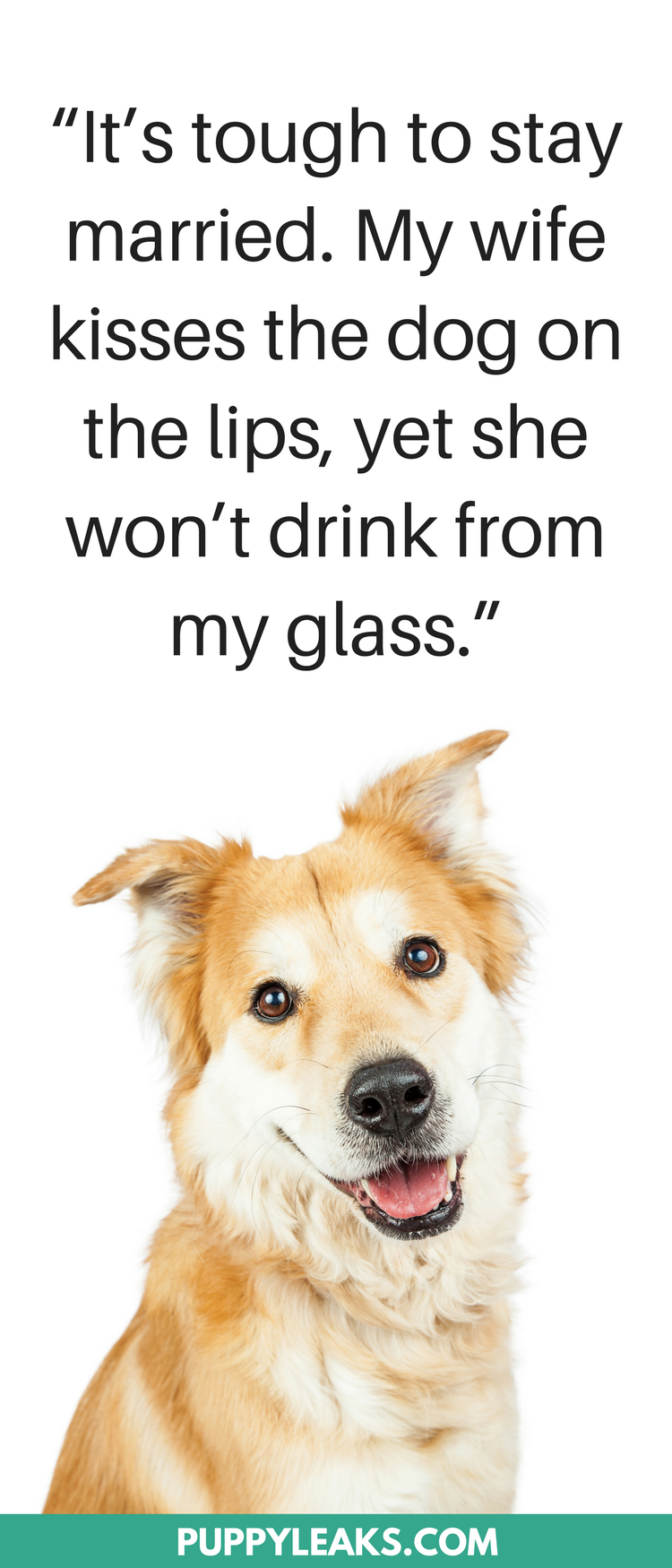 funny quotes about dogs