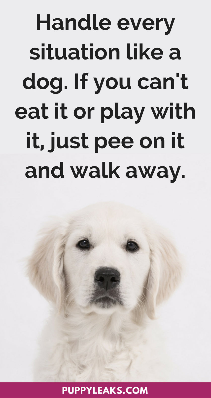 a good quote for a dog