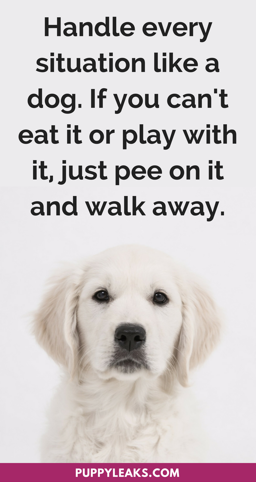 50 Cute Funny Dog Quotes Puppy Leaks