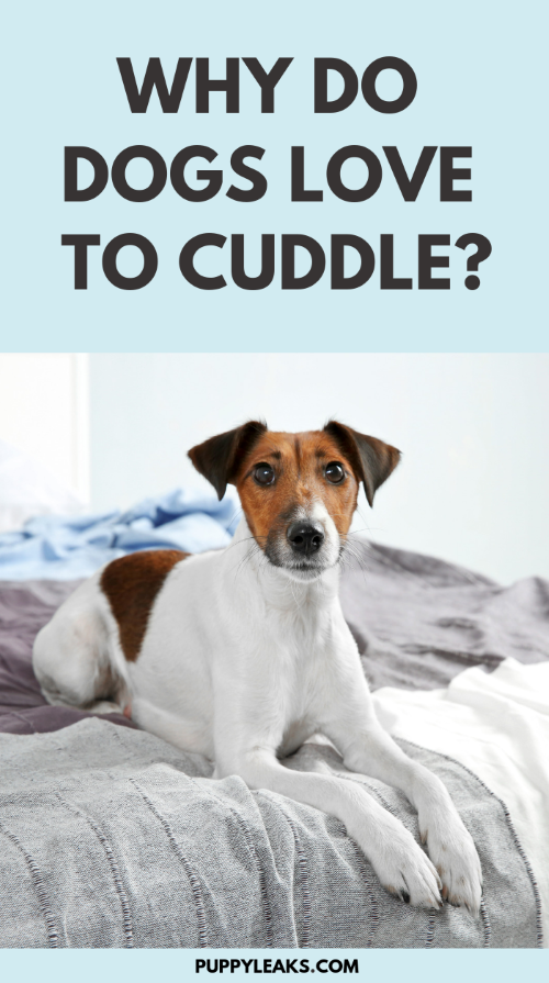 do terriers like to cuddle