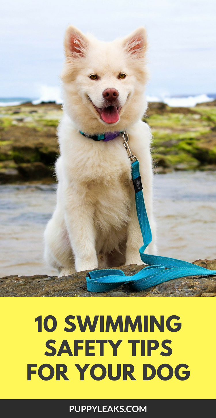 10 Water Safety Tips For Your Dog