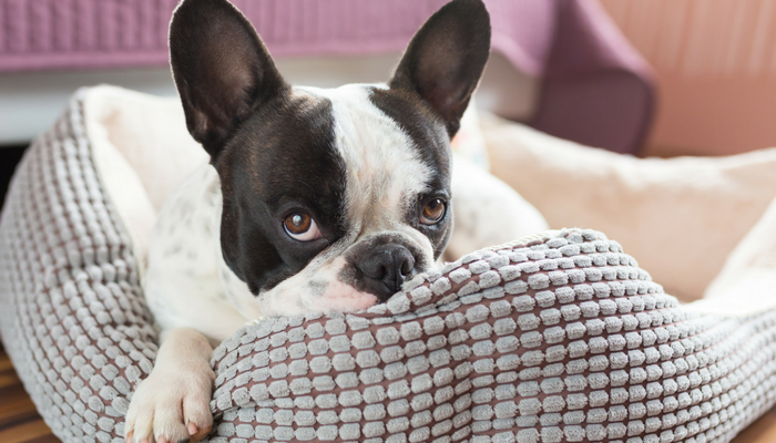 Do Dogs Get Bored? A Guide to Boredom in Dogs