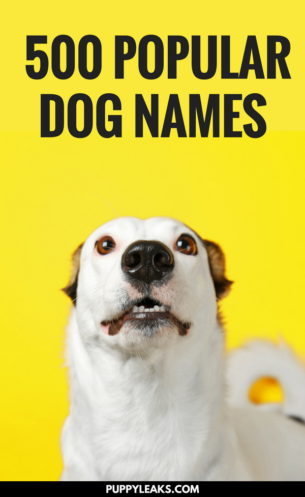 500 Of The Most Popular Dog Names - Puppy Leaks