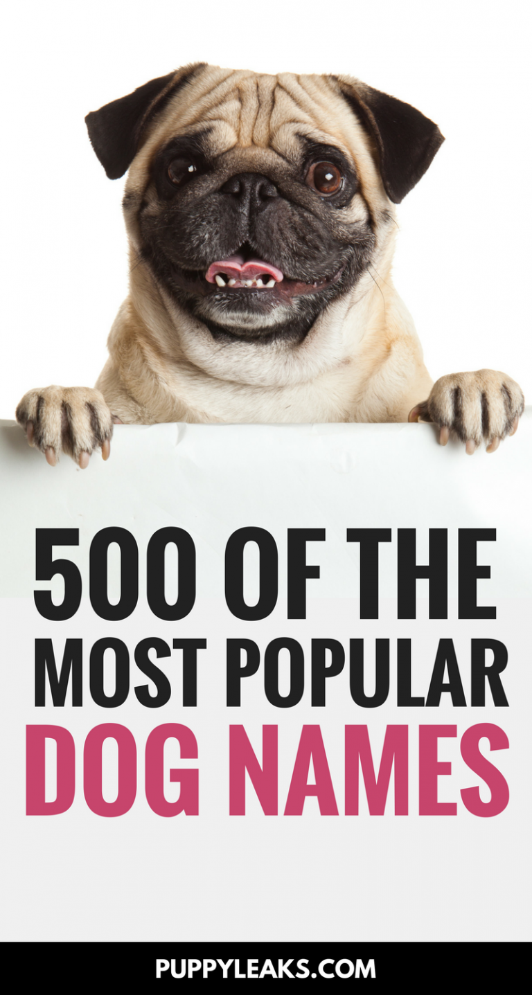 500 Of The Most Popular Dog Names - Puppy Leaks