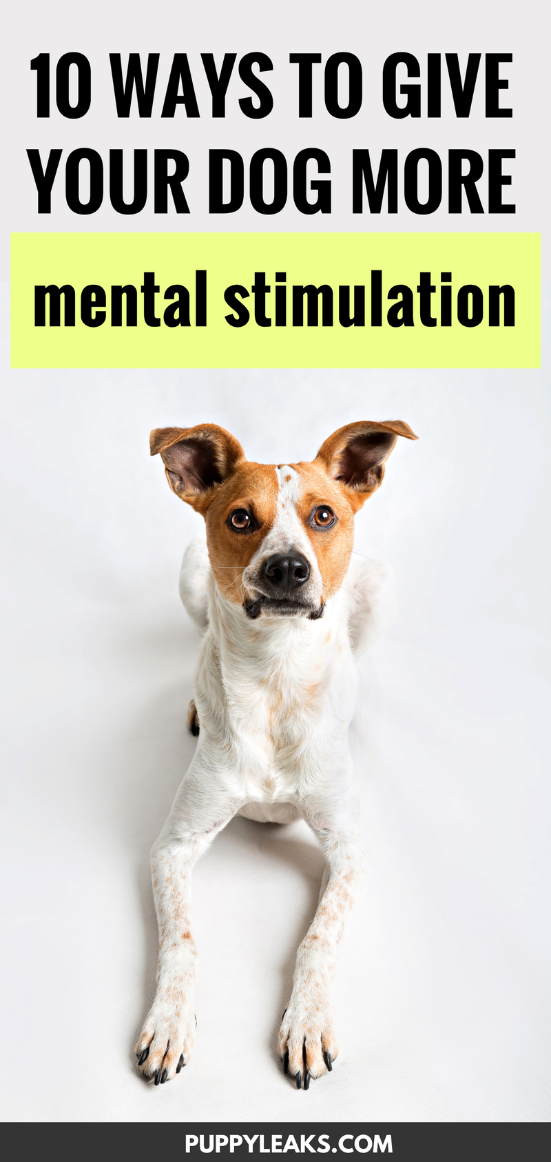 10 Ways to Give Your Dog More Mental Stimulation - Puppy Leaks