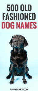 500 Old Fashioned Dog Names - Puppy Leaks