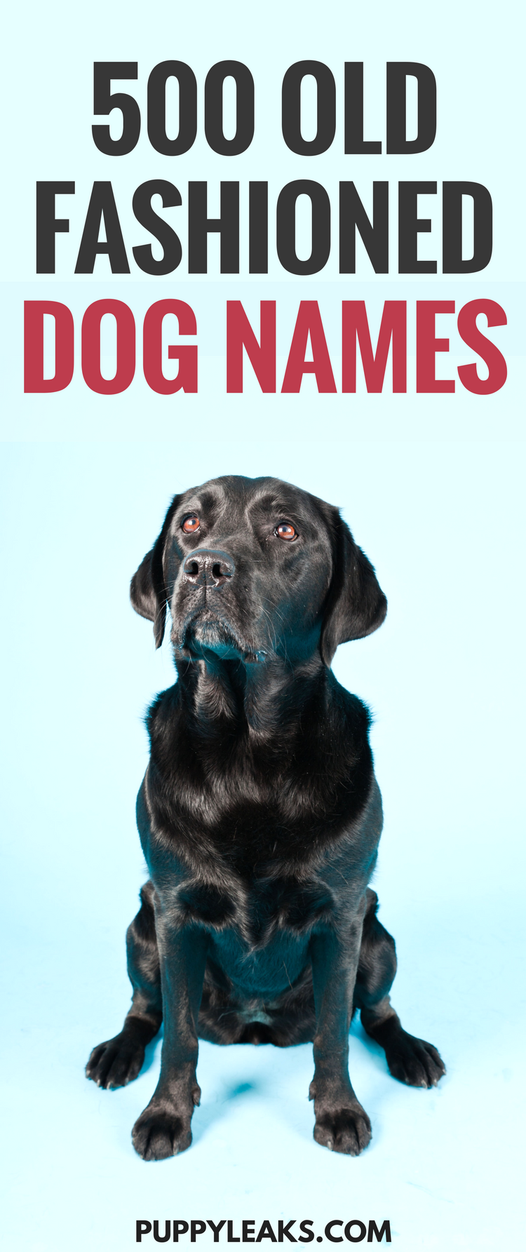 500 Old Fashioned Dog Names Puppy Leaks