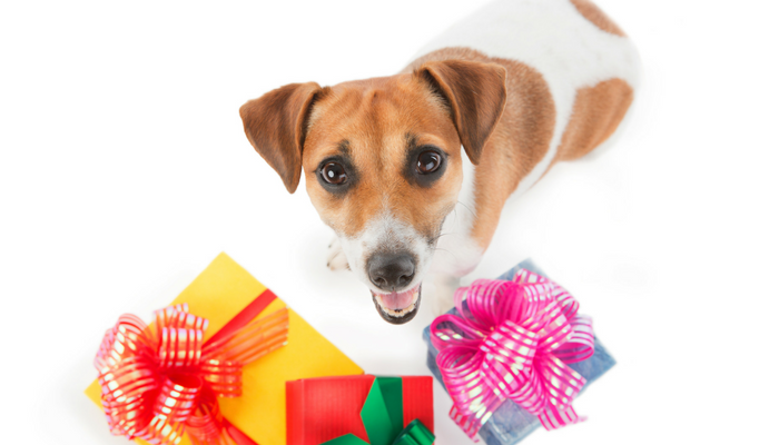dog gift ideas