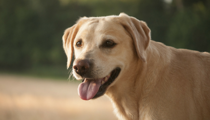 5 Fun Ways to Stimulate Your Dog's Brain – Nature's Animals