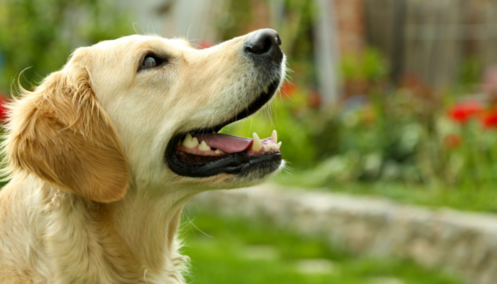 10 DIY Enrichment Ideas for your Family Dog - Miss Behavior