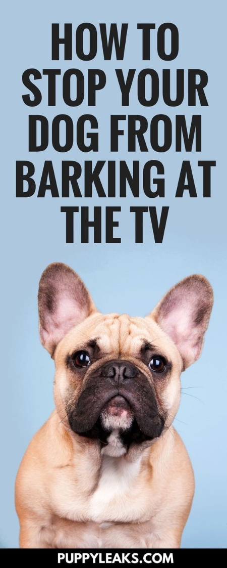 how to stop your dog from barking at people