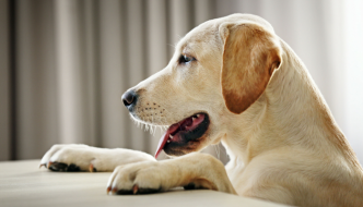 How to Slow Down Your Dog's Eating - Puppy Leaks