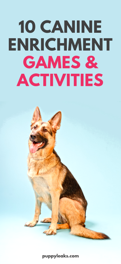 10 Canine Enrichment Games & Activities - Puppy Leaks