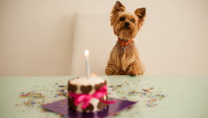 10 fun ways to celebrate your dog's birthday