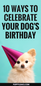 10 Fun Ways to Celebrate Your Dog's Birthday - Puppy Leaks