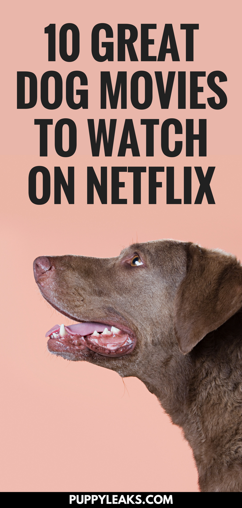 10 Great Dog Movies Available On Netflix Best Family Pets