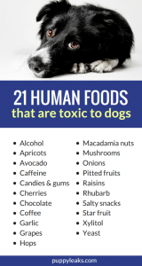 21 Human Foods That Are Toxic to Dogs - Puppy Leaks