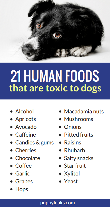 poisonous items for dogs
