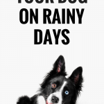 8 Indoor Dog Activities for Rainy Days — Tully's Training