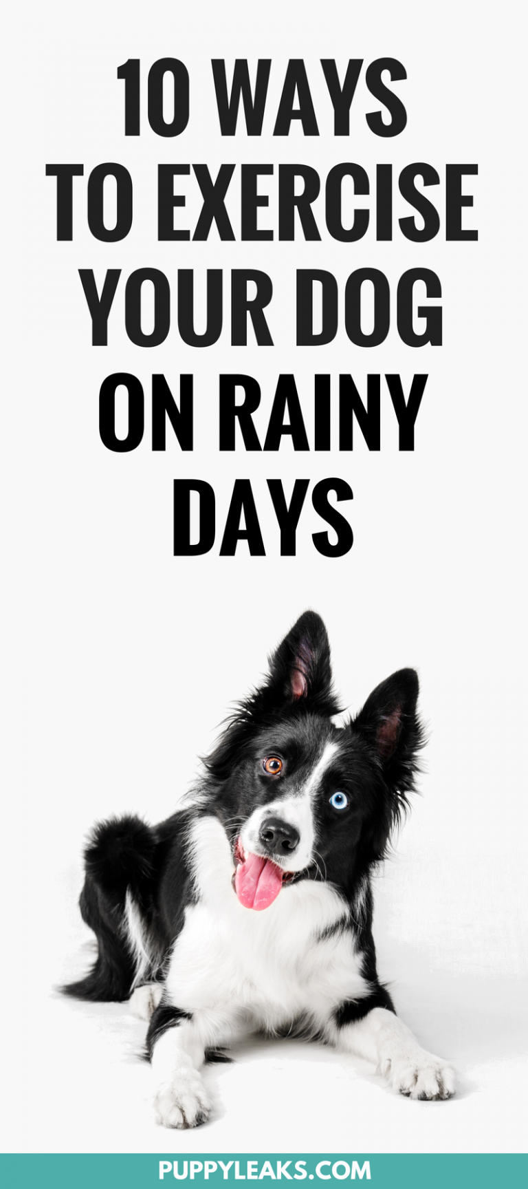 10 Ways To Exercise Your Dog On a Rainy Day - Puppy Leaks