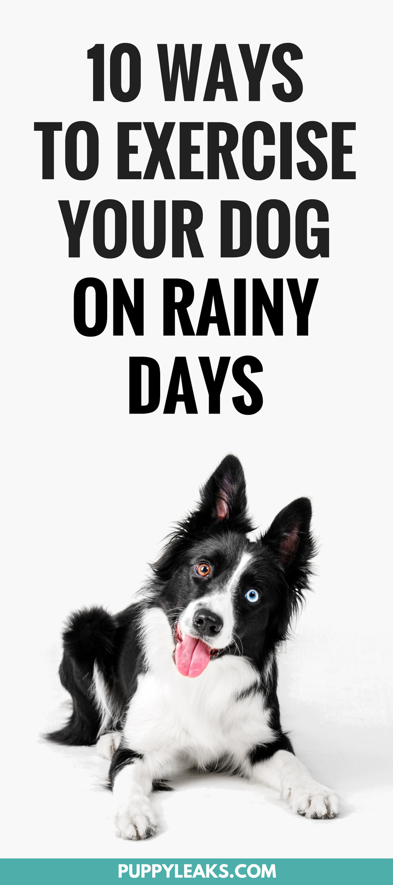5 Simple Ways to Keep Your Dog Entertained on a Rainy Days