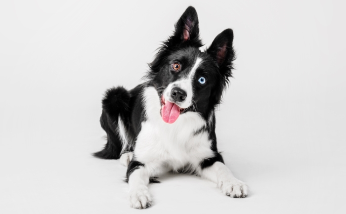 10 Low-to-No-Cost Games and Activities to Keep Your Collie