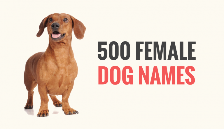 500 Popular Female Dog Names - Puppy Leaks