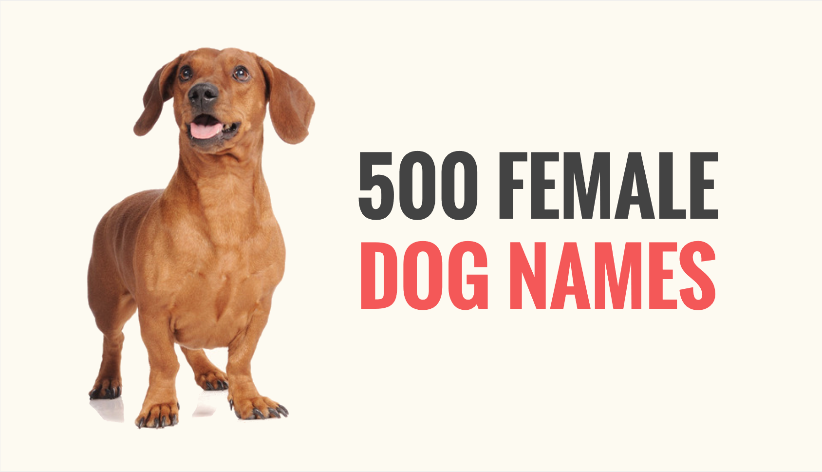 Cool Cute Girl Dog Names