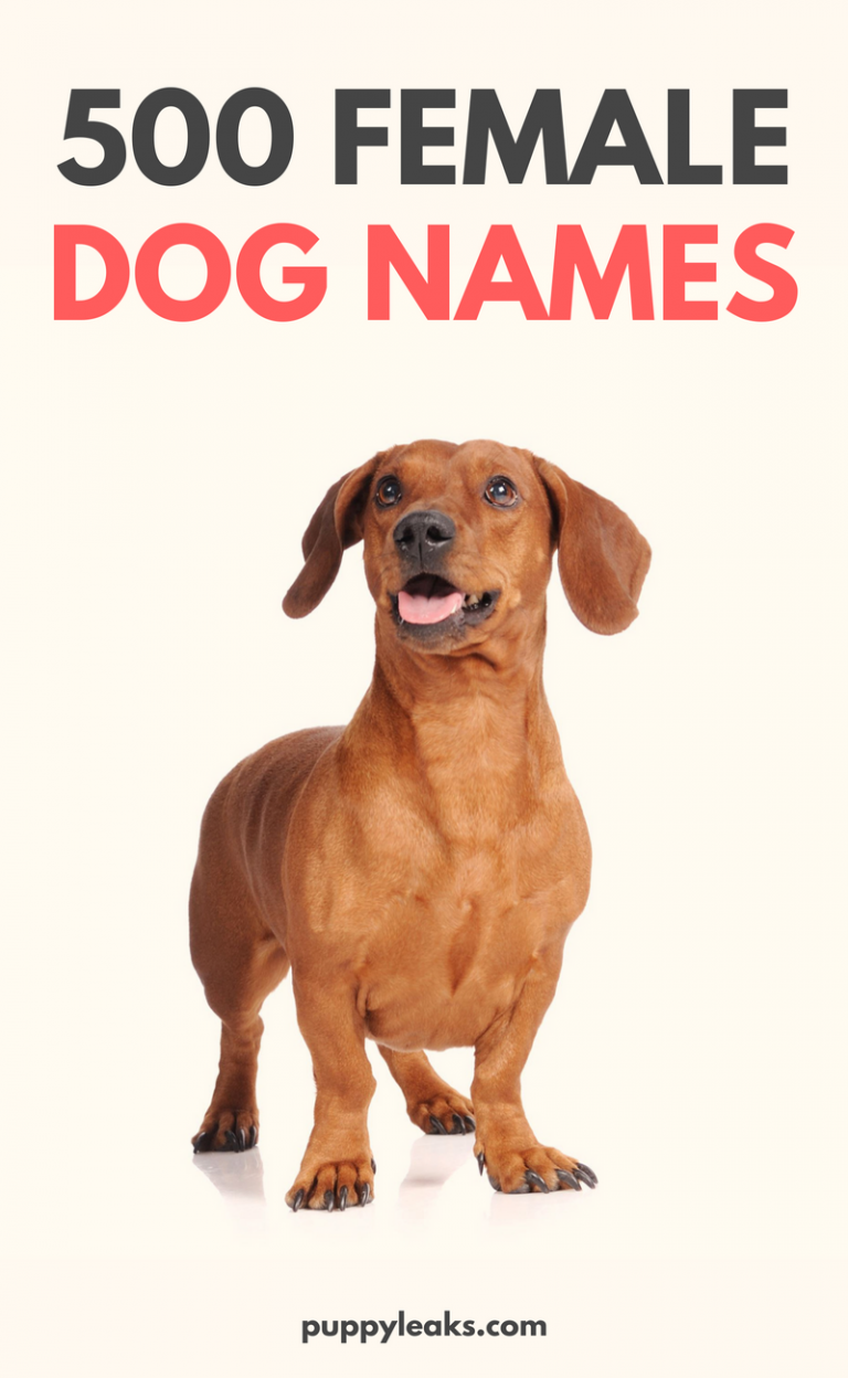500 Popular Female Dog Names - Puppy Leaks