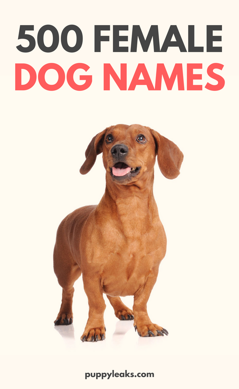 Cool Girl Dog Names List