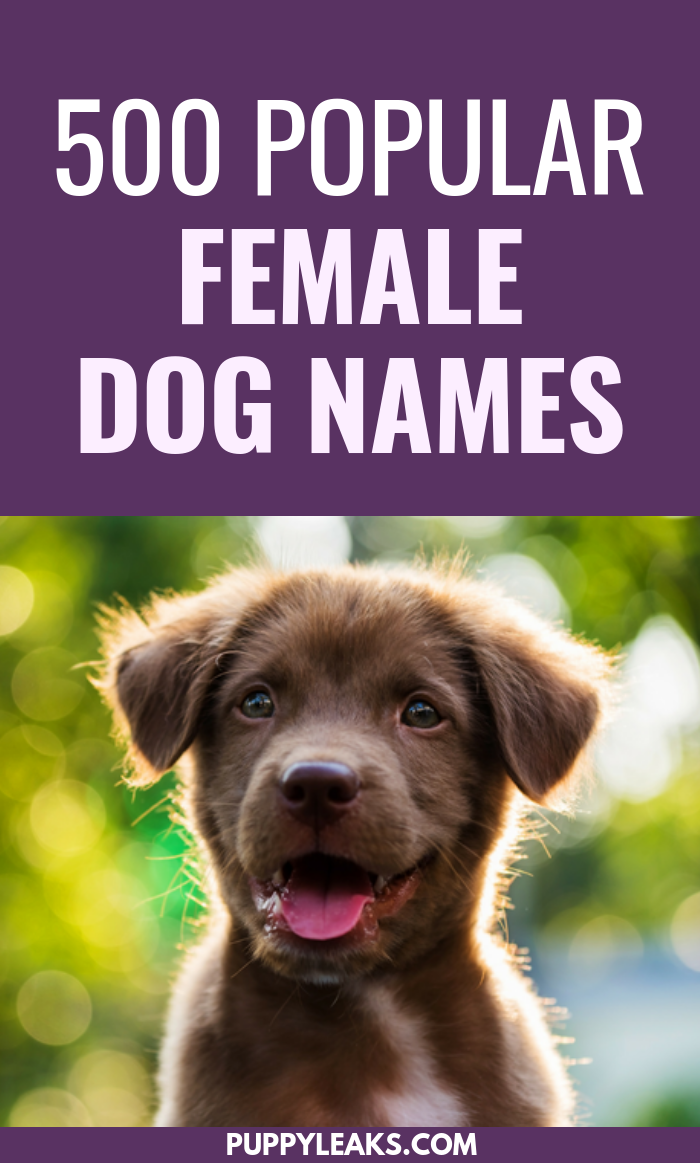 500 Popular Female Dog Names Puppy Leaks