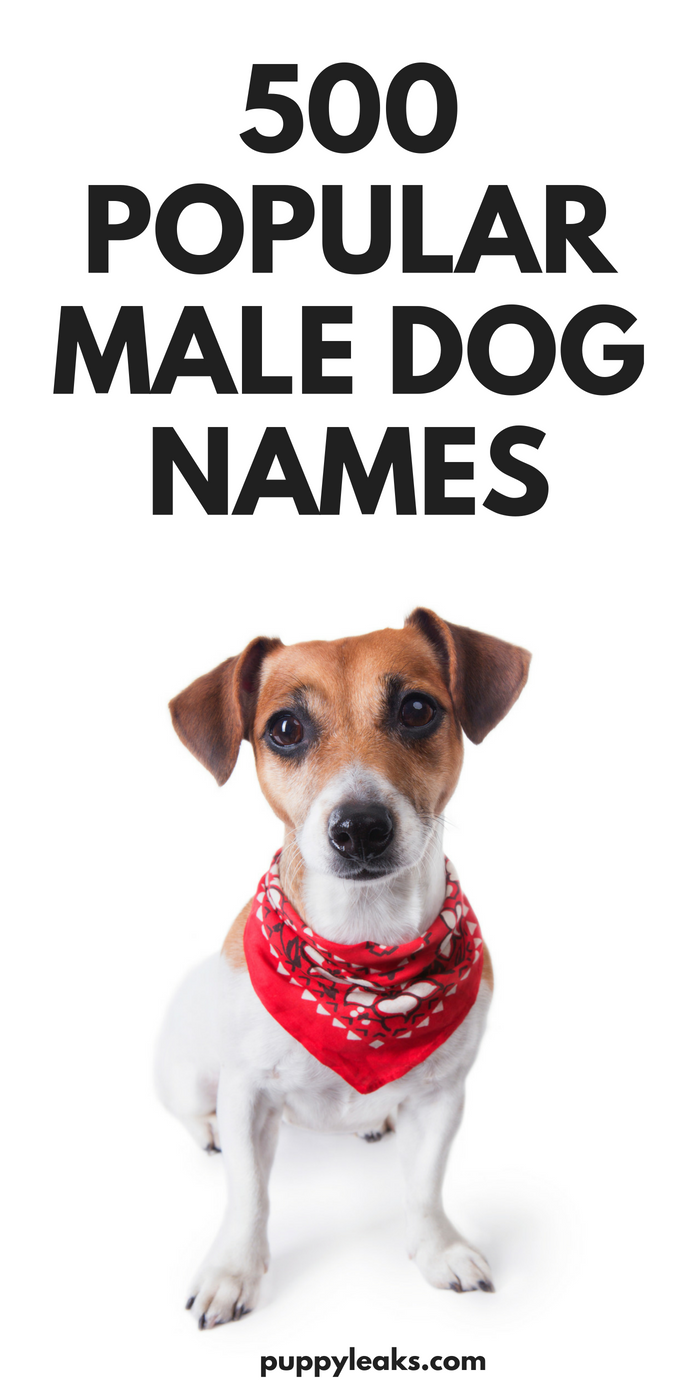 500 Popular Male Dog Names