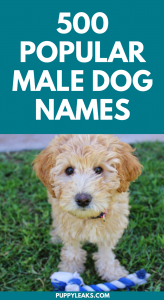 most popular male dog names