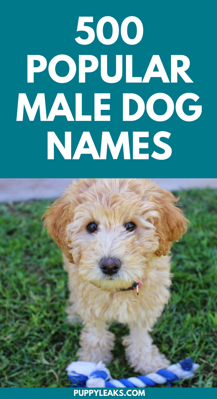 500 Popular Male Dog Names Puppy Leaks