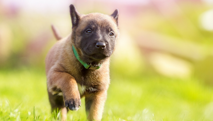 Games to Play with Your New Puppy - Positive Pets Dog Training