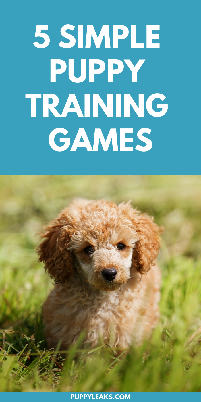 5 Easy Puppy Training Games - Puppy Leaks