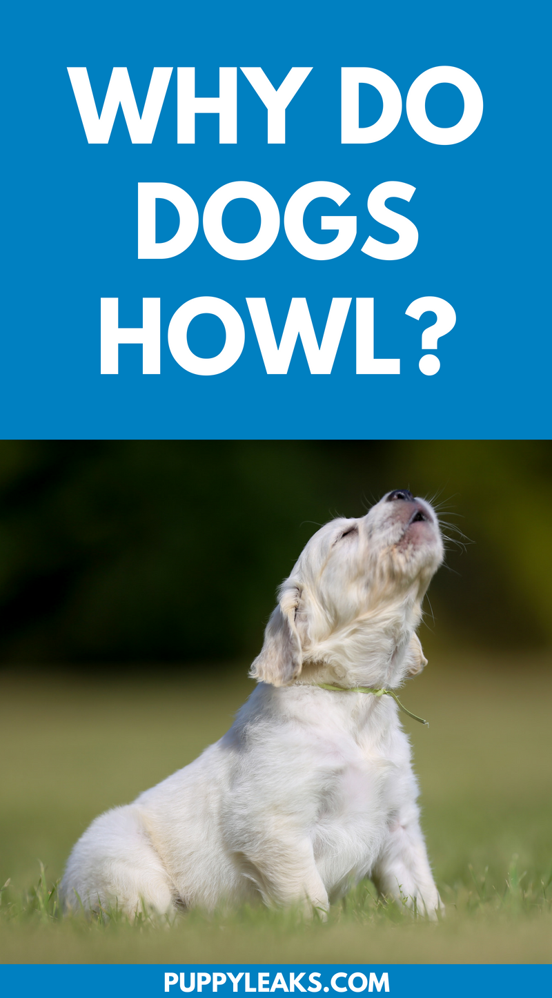 do dogs howl when they are in pain