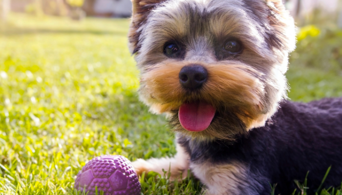The 9 Best Ways to Exercise With Your Dog