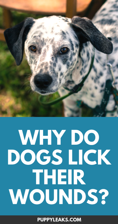 why-do-dogs-lick-their-wounds-puppy-leaks