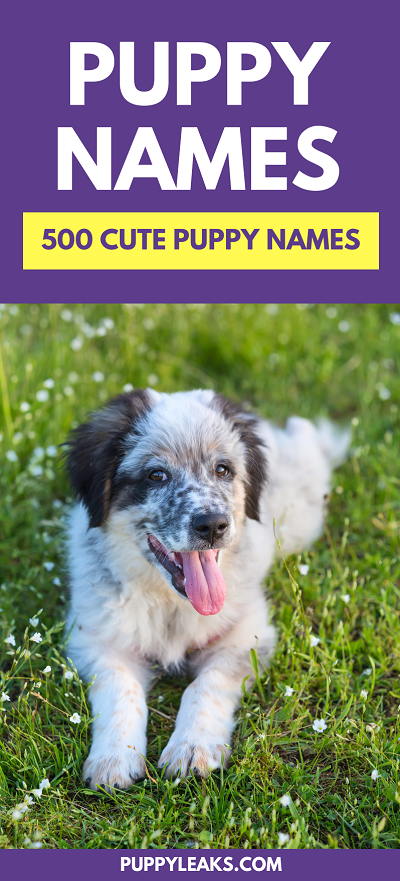 Download 500 Cute Puppy Names - Puppy Leaks