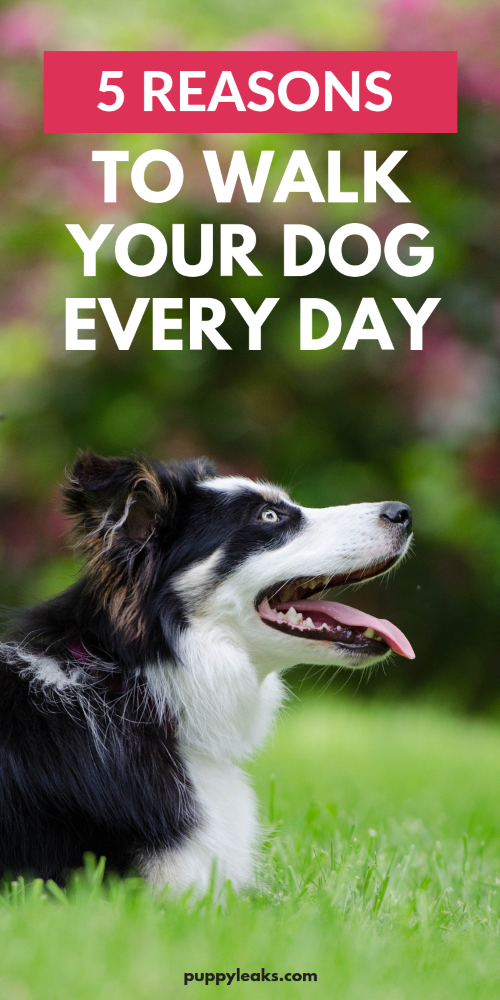 should you walk dog every day