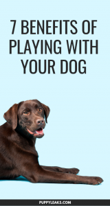 7 Benefits of Playing With Your Dog - Puppy Leaks