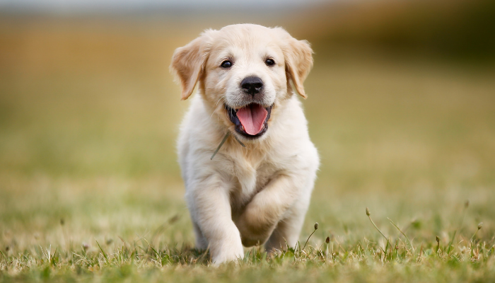 500 Japanese Dog Names Puppy Leaks