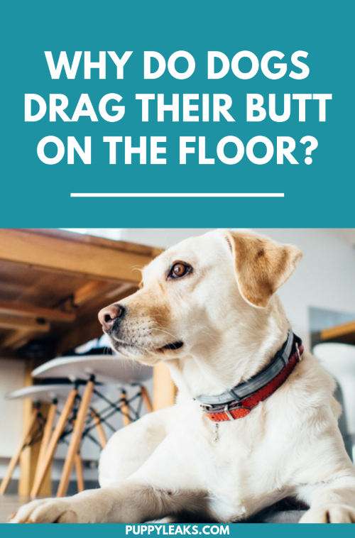 Why do dogs drag their butt across the floor?