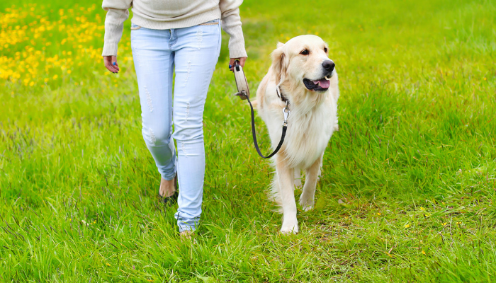 train your dog to stop pulling on the leash