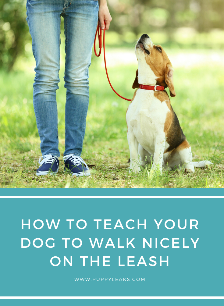 How do I get my dog to walk beside me?