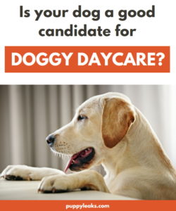 Is Your Dog A Good Candidate For Doggy Daycare Puppy Leaks   Dogcaycarepin 250x300 