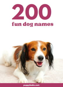 200 Fun Dog Names - Puppy Leaks