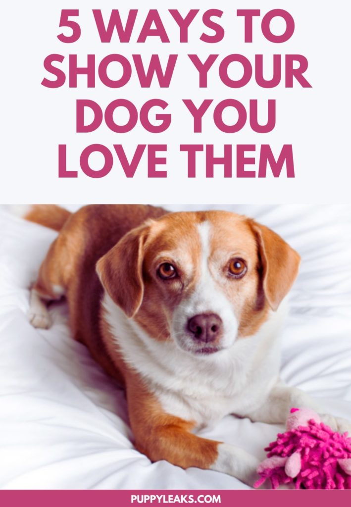 5 Simple Ways to Show Your Dog You Love Them - Puppy Leaks