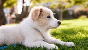 How to survive the first week with your puppy